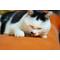 Show in main carousel: CatTwig SilverVine Stick Cat Chew Toy, 6 count slide 6 of 9