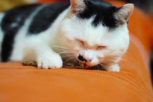 Show full view: CatTwig SilverVine Stick Cat Chew Toy, 6 count slide 6 of 9