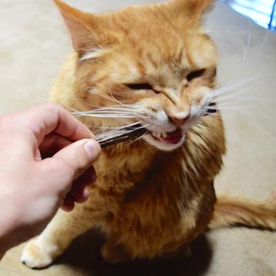 Show full view: CatTwig SilverVine Stick Cat Chew Toy, 6 count slide 7 of 9