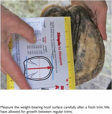 Show full view: Cavallo Entry Level Slim Horse Hoof Boots, Black, 2 slide 4 of 9