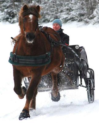 Show full view: Cavallo Simple Horse Hoof Boots, Black, 3 slide 7 of 9