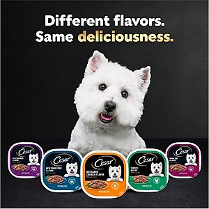 Cesar Filets in Gravy Beef Flavors Variety Pack Small Breed Adult Wet Dog Food, 3.5-oz tray, case of 24