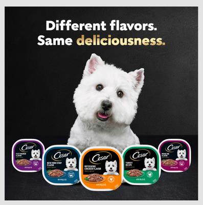 Show full view: Cesar Filets in Gravy Filet Mignon Flavor Small Breed Adult Wet Dog Food, 3.5-oz, case of 24 slide 10 of 12