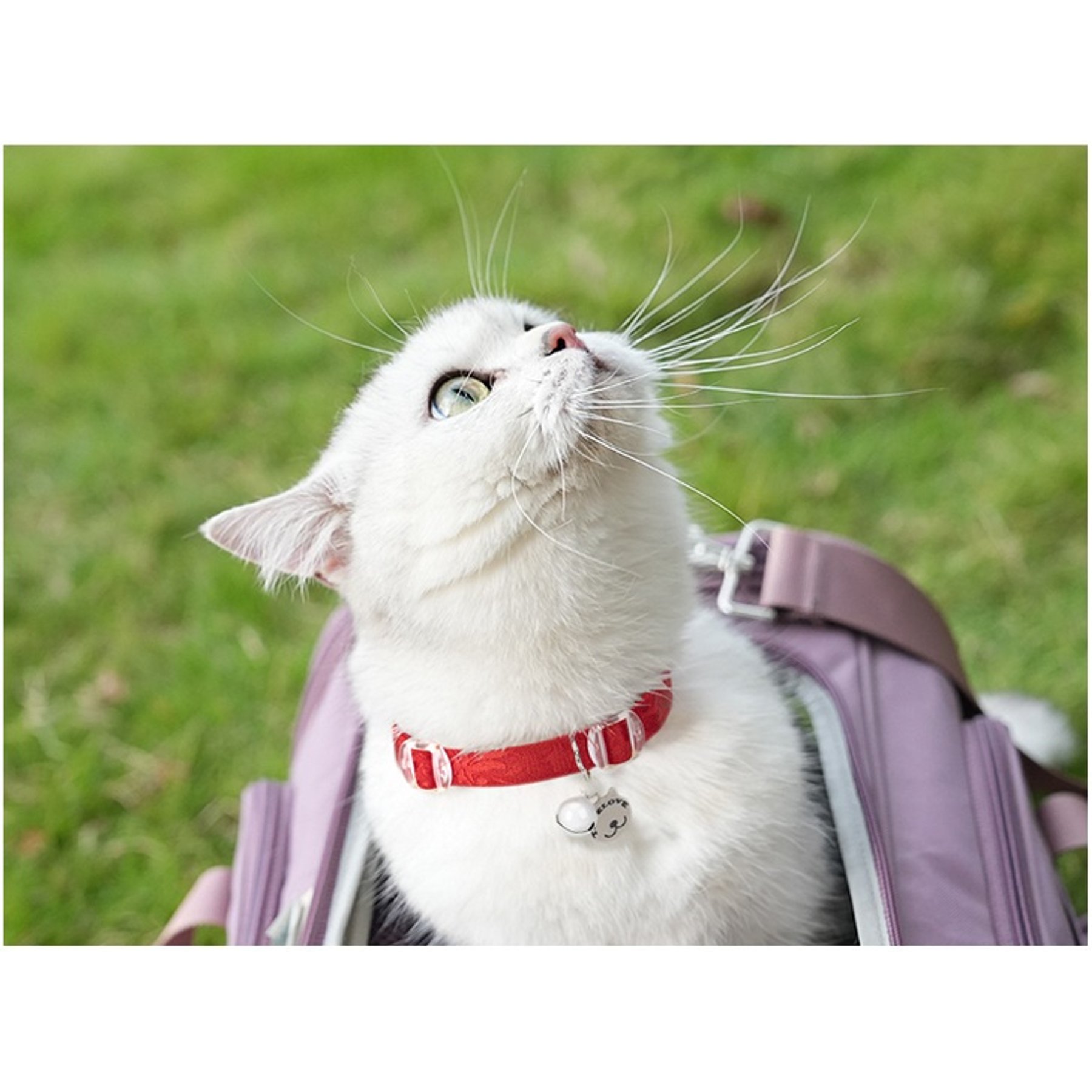 Chai's Choice Comfort Fit Lightweight Cat Collar with Bell, Purple, 8 to 10-in neck, 1/2-in wide, Medium