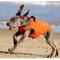 Show in main carousel: Chai's Choice High-Performance Foul Weather Waterproof Polyester Reflective Back Clip Dog Harness, Orange, X-Large: 28 to 32-in chest slide 5 of 8
