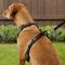 Show in main carousel: Chai's Choice Outdoor Explorer No-Pull 3M Polyester Reflective Dual Clip Dog Harness, Black, Large: 27 to 32.5-in chest slide 6 of 12