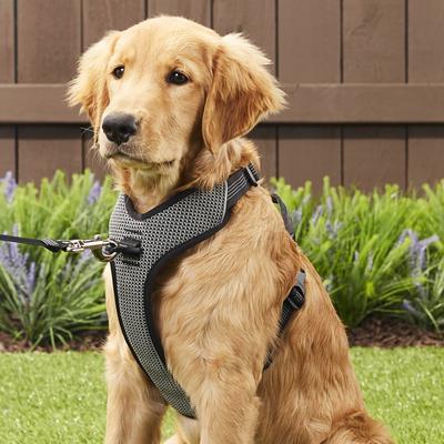 Show full view: Chai's Choice Outdoor Explorer No-Pull 3M Polyester Reflective Dual Clip Dog Harness, Black, Medium: 22 to 27-in chest slide 5 of 12