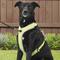 Show in main carousel: Chai's Choice Outdoor Explorer No-Pull 3M Polyester Reflective Dual Clip Dog Harness, Neon Yellow, X-Large: 32.5 to 42-in chest slide 5 of 12