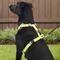 Show in main carousel: Chai's Choice Outdoor Explorer No-Pull 3M Polyester Reflective Dual Clip Dog Harness, Neon Yellow, X-Large: 32.5 to 42-in chest slide 6 of 12