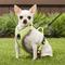 Show in main carousel: Chai's Choice Outdoor Explorer No-Pull 3M Polyester Reflective Dual Clip Dog Harness, Neon Yellow, X-Small: 15 to 18-in chest slide 5 of 12