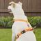 Show in main carousel: Chai's Choice Outdoor Explorer No-Pull 3M Polyester Reflective Dual Clip Dog Harness, Orange, Large: 27 to 32.5-in chest slide 6 of 12
