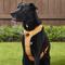 Show in main carousel: Chai's Choice Outdoor Explorer No-Pull 3M Polyester Reflective Dual Clip Dog Harness, Orange, X-Large: 32.5 to 42-in chest slide 5 of 12