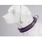Show in main carousel: Chai's Choice Premium Dog Collar, Purple, X-Small slide 2 of 8