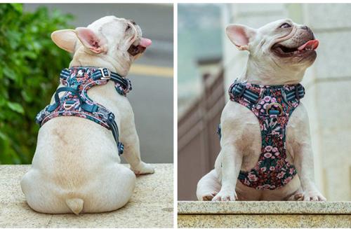 Show full view: Chai's Choice Premium Floral Dog Harness, Blue, X-Small slide 5 of 12