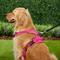 Show in main carousel: Chai's Choice Premium Outdoor Adventure 3M Polyester Reflective Front Clip Dog Harness, Fuchsia, X-Large: 32 to 42-in chest slide 6 of 13