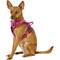 Show in main carousel: Chai's Choice Premium Outdoor Adventure 3M Polyester Reflective Front Clip Dog Harness, Fuchsia, X-Small: 13 to 17-in chest slide 3 of 12