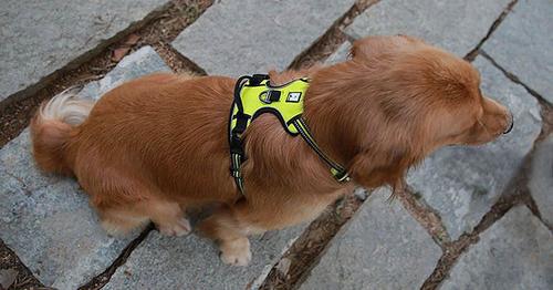 Show full view: Chai's Choice Premium Outdoor Adventure 3M Polyester Reflective Front Clip Dog Harness, Green, Small: 17 to 22-in chest slide 8 of 13