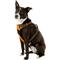 Show in main carousel: Chai's Choice Premium Outdoor Adventure 3M Polyester Reflective Front Clip Dog Harness, Orange, Large: 27 to 32-in chest slide 3 of 12