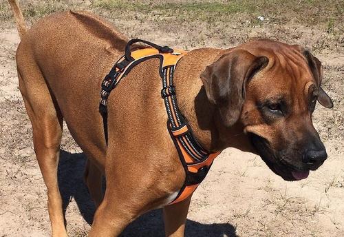 Show full view: Chai's Choice Premium Outdoor Adventure 3M Polyester Reflective Front Clip Dog Harness, Orange, X-Small: 13 to 17-in chest slide 5 of 12