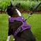 Show in main carousel: Chai's Choice Premium Outdoor Adventure 3M Polyester Reflective Front Clip Dog Harness, Purple, Medium: 22 to 27-in chest slide 5 of 12