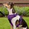Show in main carousel: Chai's Choice Premium Outdoor Adventure 3M Polyester Reflective Front Clip Dog Harness, Purple, Small: 17 to 22-in chest slide 5 of 12