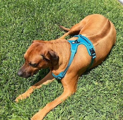 Show full view: Chai's Choice Premium Outdoor Adventure 3M Polyester Reflective Front Clip Dog Harness, Teal Blue, Medium: 22 to 27-in chest slide 6 of 13