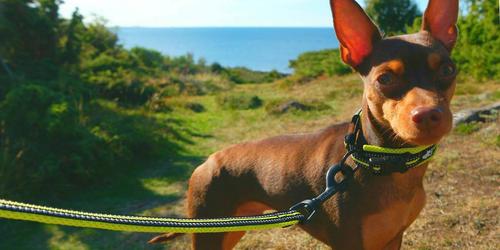 Show full view: Chai's Choice Premium Outdoor Adventure Padded 3M Polyester Reflective Dog Leash, Green, 3.6-ft long, 1-in wide slide 3 of 7