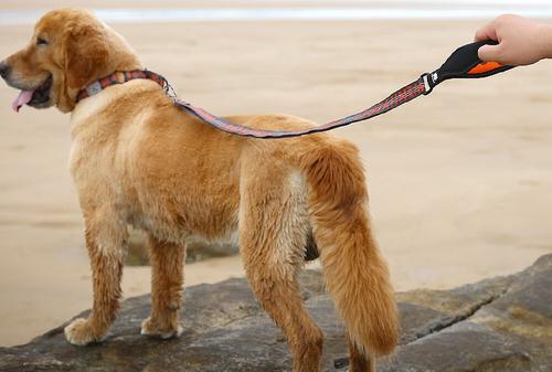 Show full view: Chai's Choice Premium Trail Runner Multi Handle Heavy Duty Training Polyester Reflective Dog Leash, Gray/Orange, Large: 4.5-ft long, 1-in wide slide 4 of 7