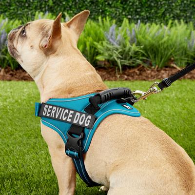 Show full view: Chai's Choice Service Dog Harness, Blue, Medium: 23 to 30-in chest slide 5 of 11