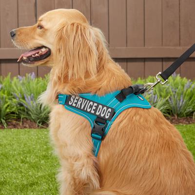 Show full view: Chai's Choice Service Dog Harness, Blue, X-Large: 28 to 38-in chest slide 6 of 11