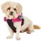 Show in main carousel: Chai's Choice Service Dog Harness, Fuchsia, Small: 19.5 to 26.5-in chest slide 3 of 10