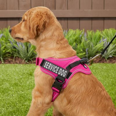 Chai's Choice Service Dog Harness