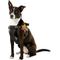 Show in main carousel: Chai's Choice Service Dog Harness, Orange, Large: 25 to 33.5-in chest slide 3 of 10