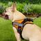 Show in main carousel: Chai's Choice Service Dog Harness, Orange, Medium: 23 to 30-in chest slide 5 of 10
