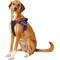 Show in main carousel: Chai's Choice Service Dog Harness, Purple, Large: 25 to 33.5-in chest slide 4 of 12