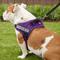 Show in main carousel: Chai's Choice Service Dog Harness, Purple, Large: 25 to 33.5-in chest slide 6 of 12