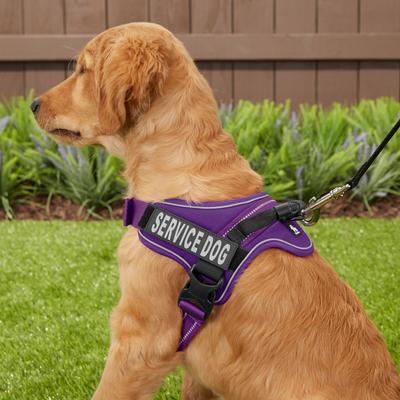 Show full view: Chai's Choice Service Dog Harness, Purple, Small: 19.5 to 26.5-in chest slide 5 of 11