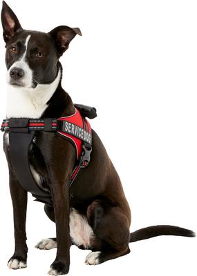 Show full view: Chai's Choice Service Dog Harness, Red, Large: 25 to 33.5-in chest slide 3 of 11