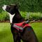 Show in main carousel: Chai's Choice Service Dog Harness, Red, Large: 25 to 33.5-in chest slide 5 of 11