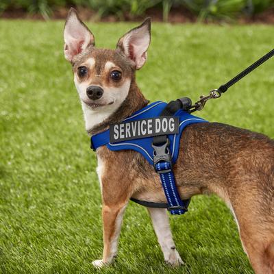Show full view: Chai's Choice Service Dog Harness, Royal Blue, X-Small: 16 to 21-in chest slide 5 of 11