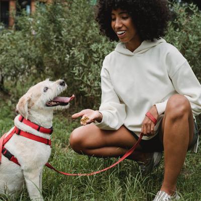 Show full view: Chasing Our Tails Integra Pet Chick It Out Biscuits Grain-Free Dog Treats, 8-oz bag slide 5 of 6