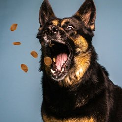 Chasing Our Tails Integra Pet Talking Turkey Crinkles Grain-Free Dog Treats, 3-oz bag slide 2 of 4