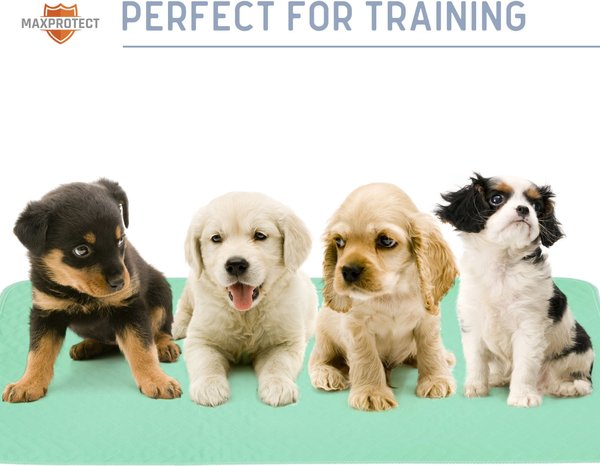 Show full view: Chew + Heal Max Protect Quick-Dry Reusable Dog Pee Pads, 34-in, 1 count slide 8 of 9
