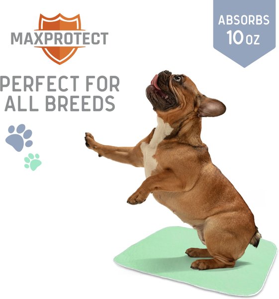 Show full view: Chew + Heal Max Protect Quick-Dry Reusable Dog Pee Pads, 34-in, 2 count slide 5 of 9