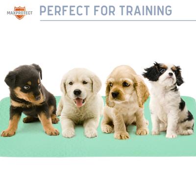 Show full view: Chew + Heal Max Protect Quick-Dry Reusable Dog Pee Pads, 34-in, 2 count slide 8 of 9