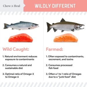 Chew + Heal Wild Alaskan Omega Salmon Oil Formula Skin & Coat Liquid Supplement for Dogs, 16-fl oz bottle
