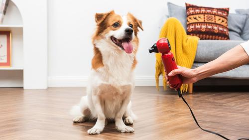 Show full view: CHI Grooming Plus Compact Low-Heat Handheld Dog Hair Dryer slide 6 of 6