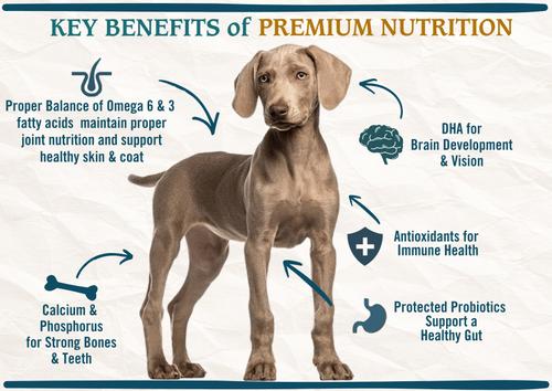 Show full view: Chicken Soup for the Soul Food & Treats Bundle: Large Breed Puppy Chicken, Turkey & Brown Rice Dry Food, 28-lb bag + Savory Snacks Chicken Treats, 6-oz bag slide 5 of 9