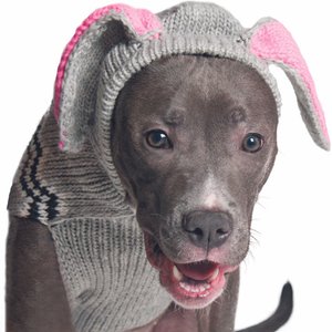 Chilly Dog Bunny Dog & Cat Hoodie, X-Large