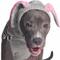 Show in main carousel: Chilly Dog Bunny Dog & Cat Hoodie, XX-Large slide 1 of 2